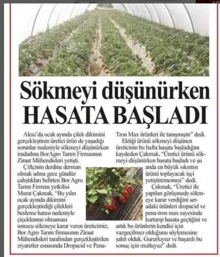 Sökmeyi düşünürken hasata başladı